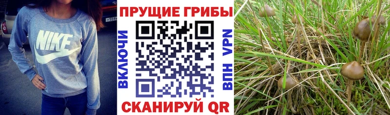 Галлюциногенные грибы прущие грибы  Лукоянов 
